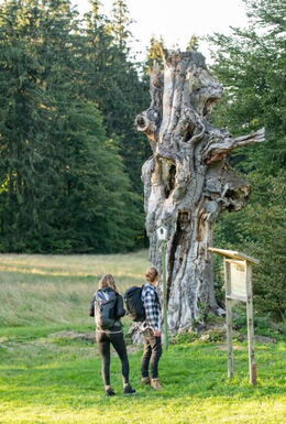 Naturdenkmal Schillerbuche am Glasbach mit wäldlicher Umgebung