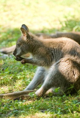 Känguru auf einer Wiese im Tierpark Bad Liebenstein