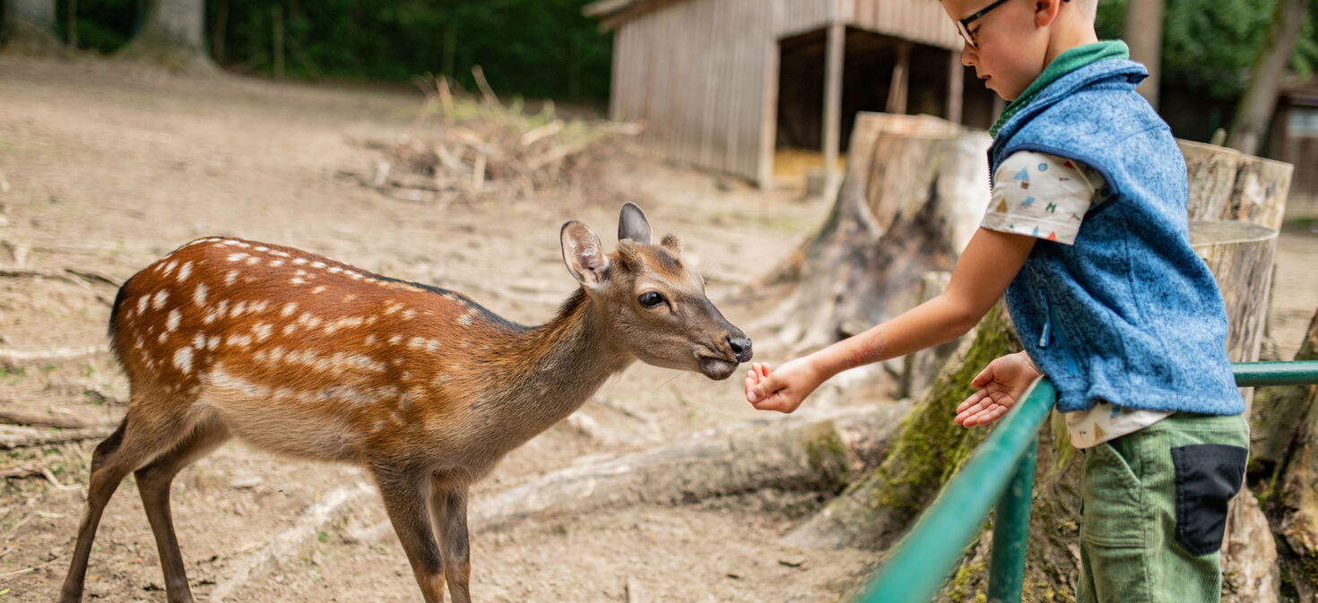Ein Junge füttert ein Tier im Tierpark Bad Liebenstein