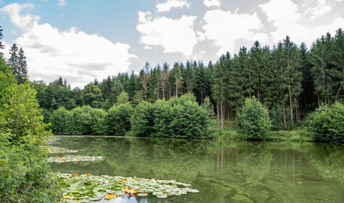 Landschaftsaufnahme Teichanlage Stilles Tal mit Seerosen und wäldlicher Umgebung