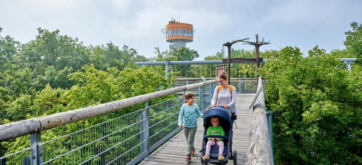 Familie mit Kinderwagen auf dem barrierefreien Baumkronenpfad im Nationalpark Hainich. Im Hintergrund der Aussichtsturm.