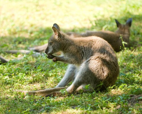 Känguru auf einer Wiese im Tierpark Bad Liebenstein
