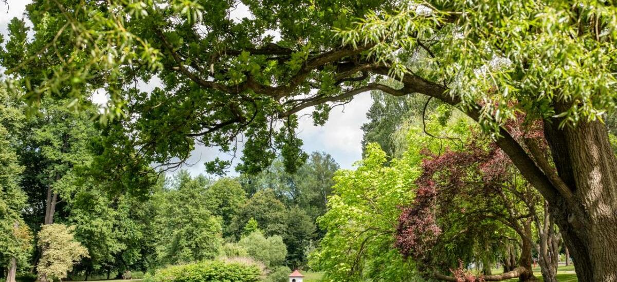 Landschaftsaufnahme Elisabethpark mit Teich, Entenhaus und Bäumen