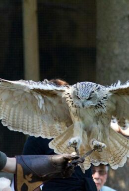 Flugshow Falknerei Greifenwarte mit Falknerin und Eule