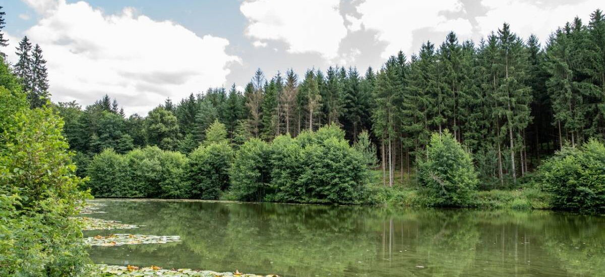 Landschaftsaufnahme Teichanlage Stilles Tal mit Seerosen und wäldlicher Umgebung