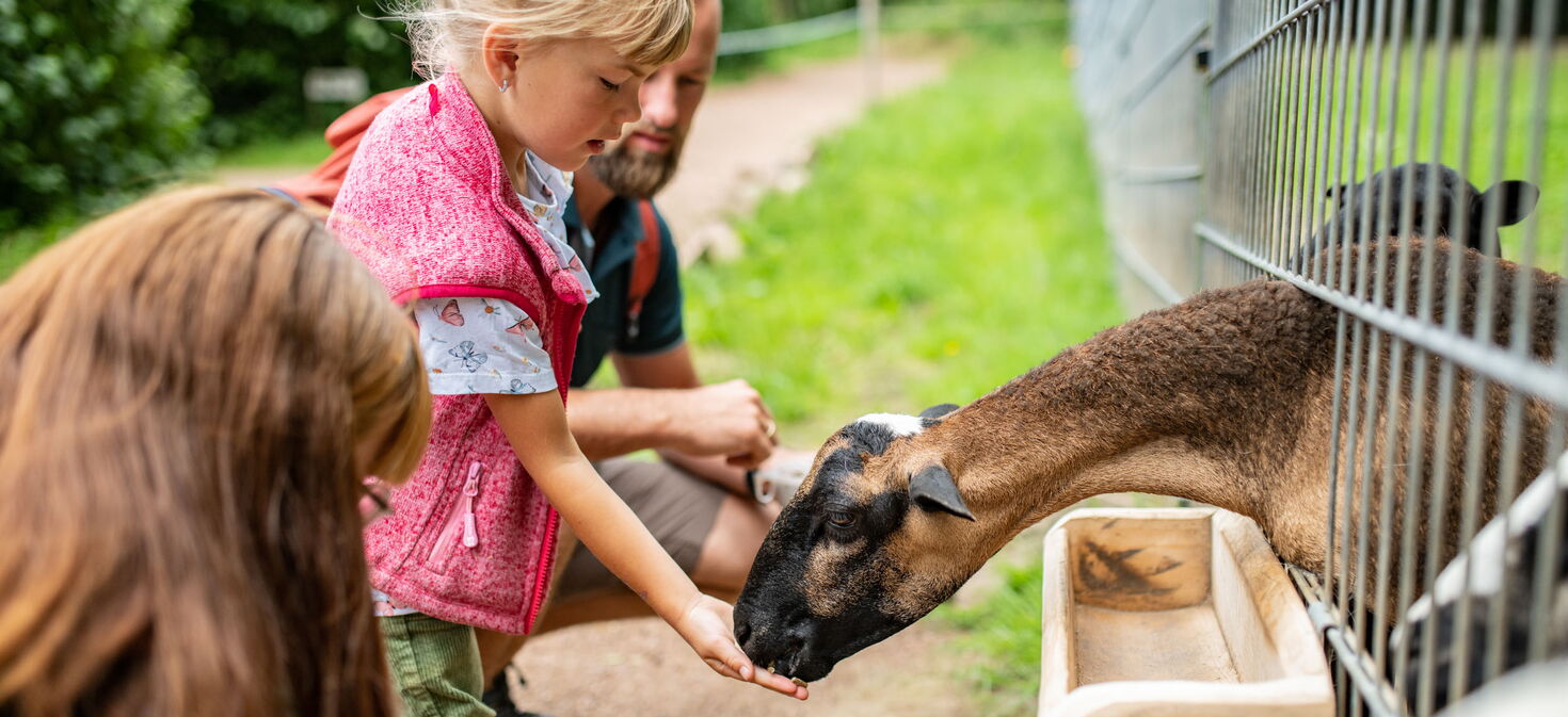 EIn Mädchen streichelt eine Ziege im Tierpark Bad Liebenstein