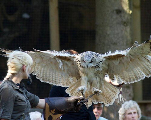 Flugshow Falknerei Greifenwarte mit Falknerin und Eule