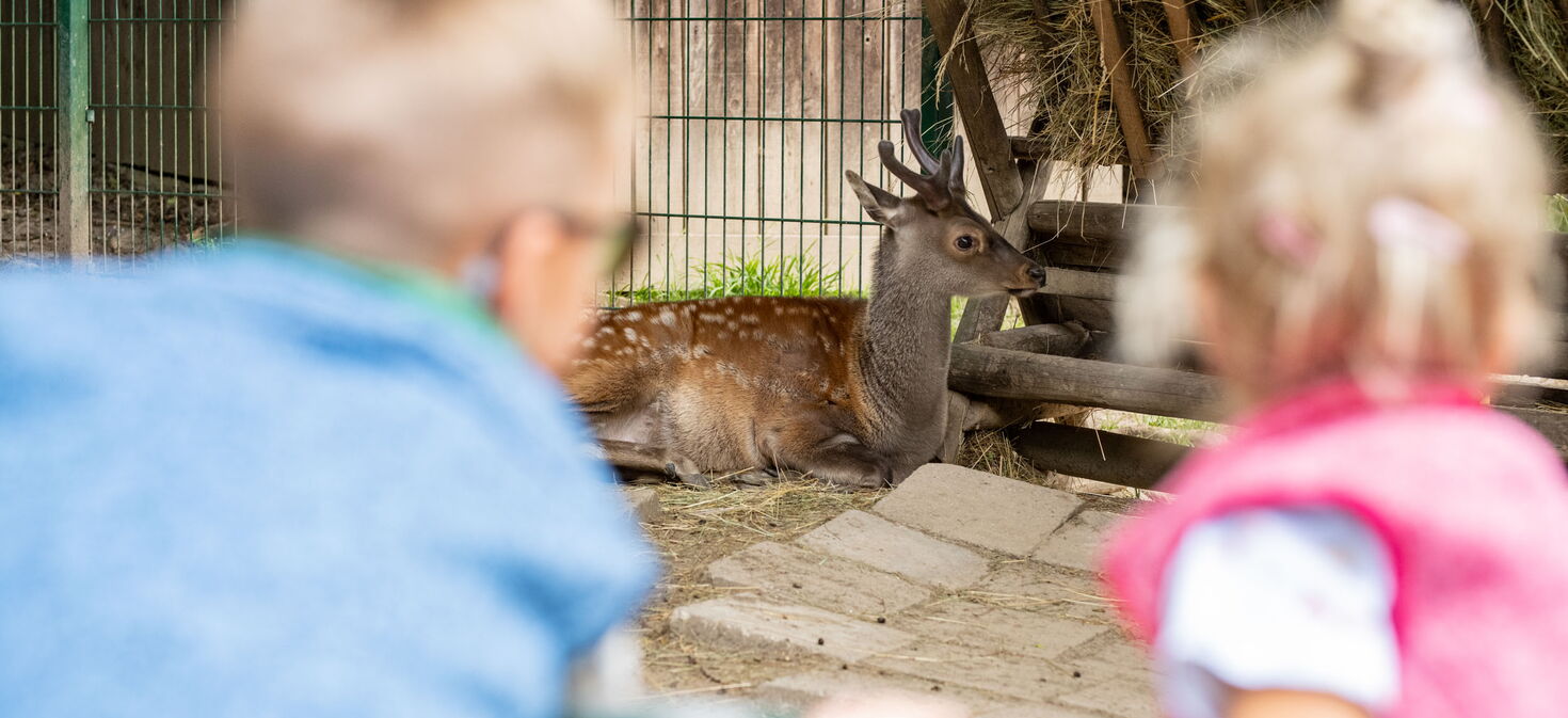 Kinder beobachten Tiere im Tierpark Bad Liebenstein
