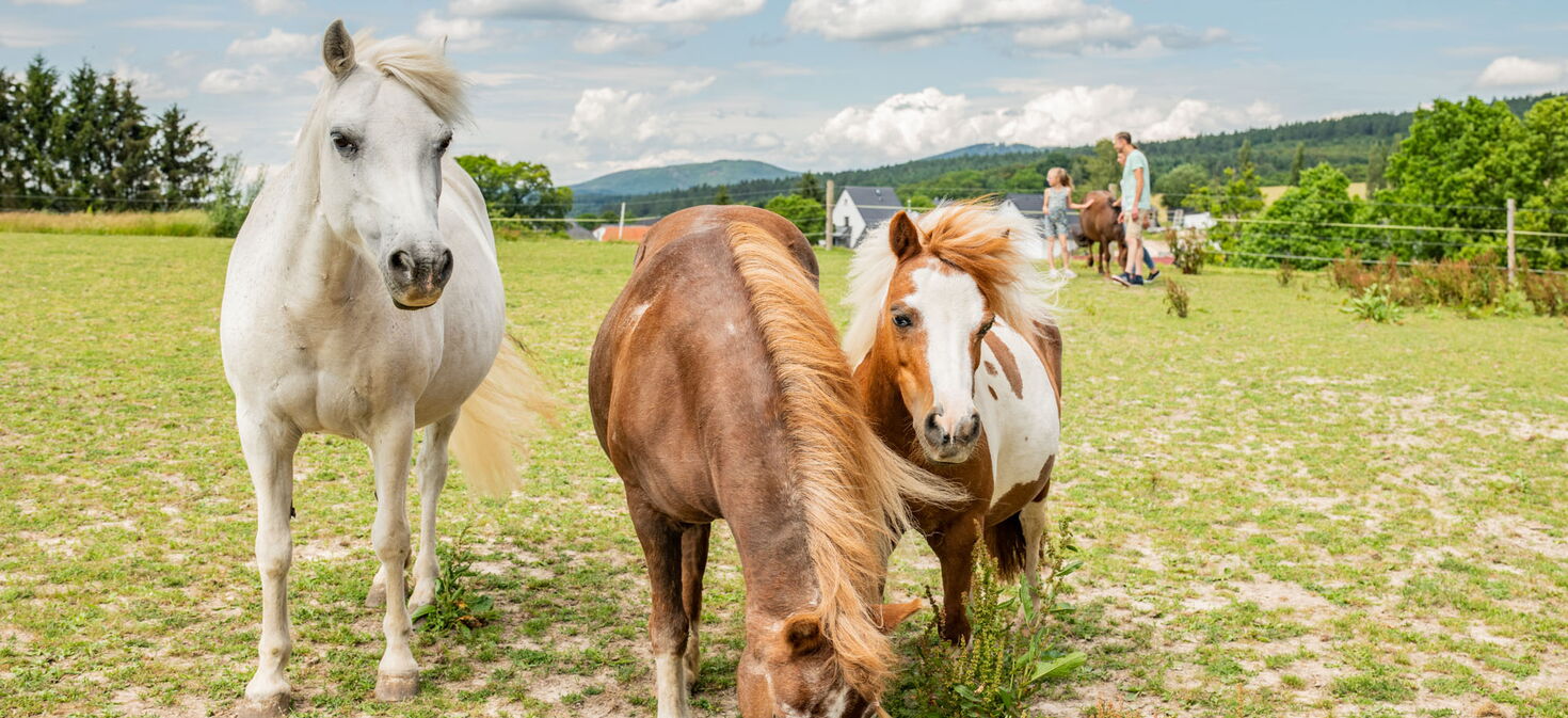 zwei Pferde blicken in kamera, einsgrast, im Hintergrund Menschen mit einem weiteren Pferd, Berge und Wälder