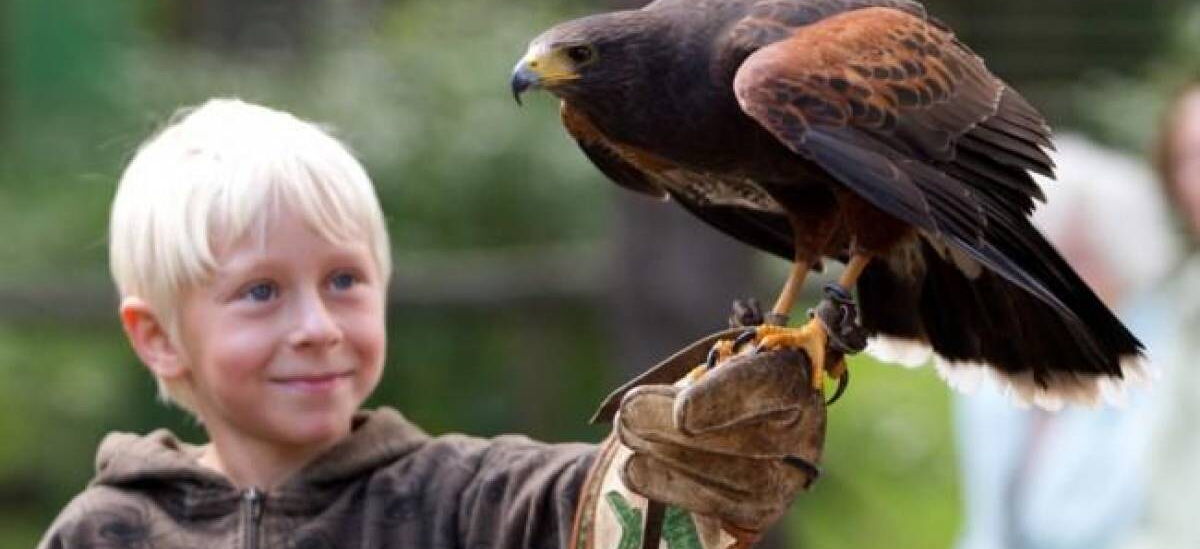 Flugshow Falknerei Greifenwarte mit Kind und Bussard auf der Hand