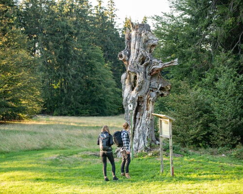 Naturdenkmal Schillerbuche am Glasbach mit wäldlicher Umgebung