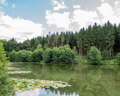 Landschaftsaufnahme Teichanlage Stilles Tal mit Seerosen und wäldlicher Umgebung
