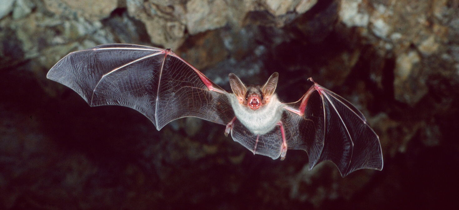 Fledermaus Großes Mausohr