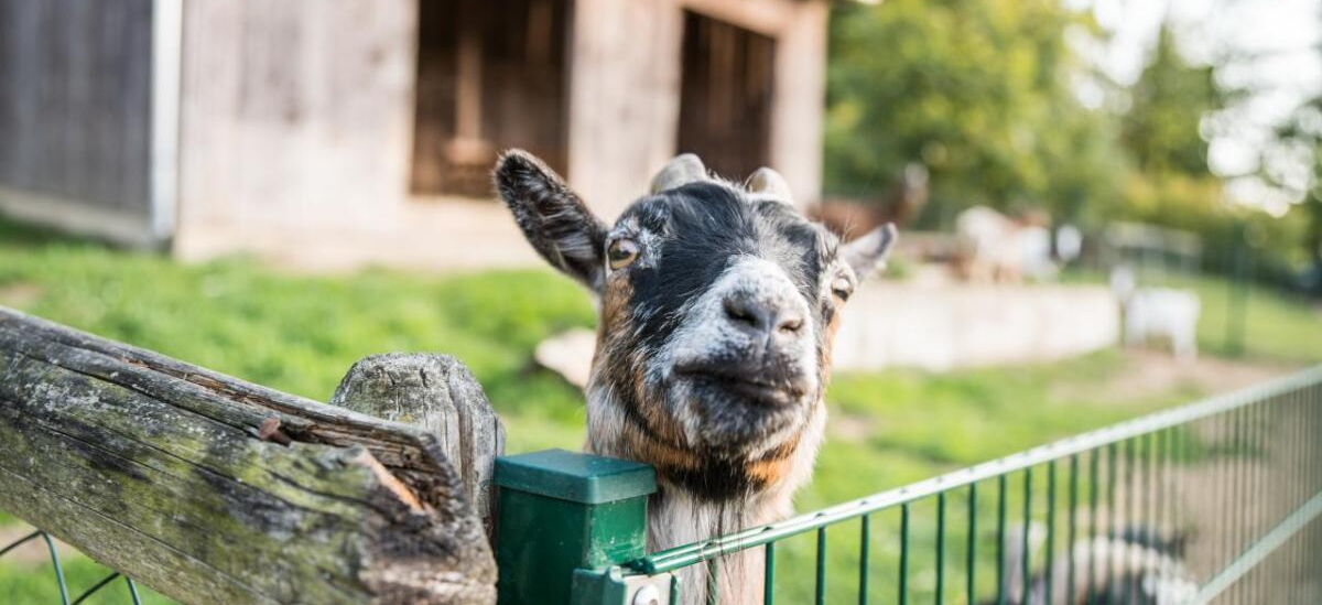 Ziege im Tierpark Bad Liebenstein