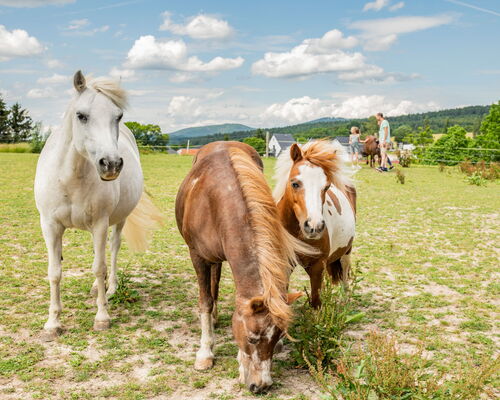zwei Pferde blicken in kamera, einsgrast, im Hintergrund Menschen mit einem weiteren Pferd, Berge und Wälder