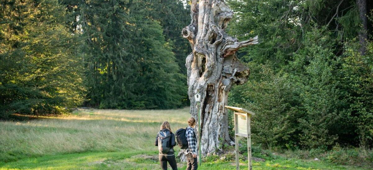 Naturdenkmal Schillerbuche am Glasbach mit wäldlicher Umgebung