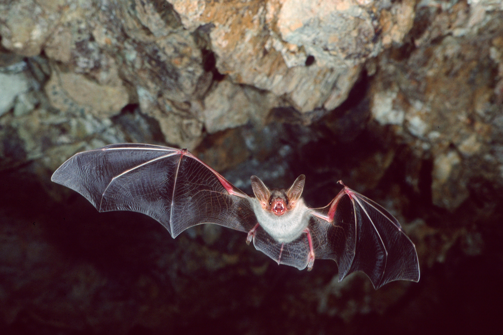 Bild zur Veranstaltung: Batnight in der Altensteiner Höhle