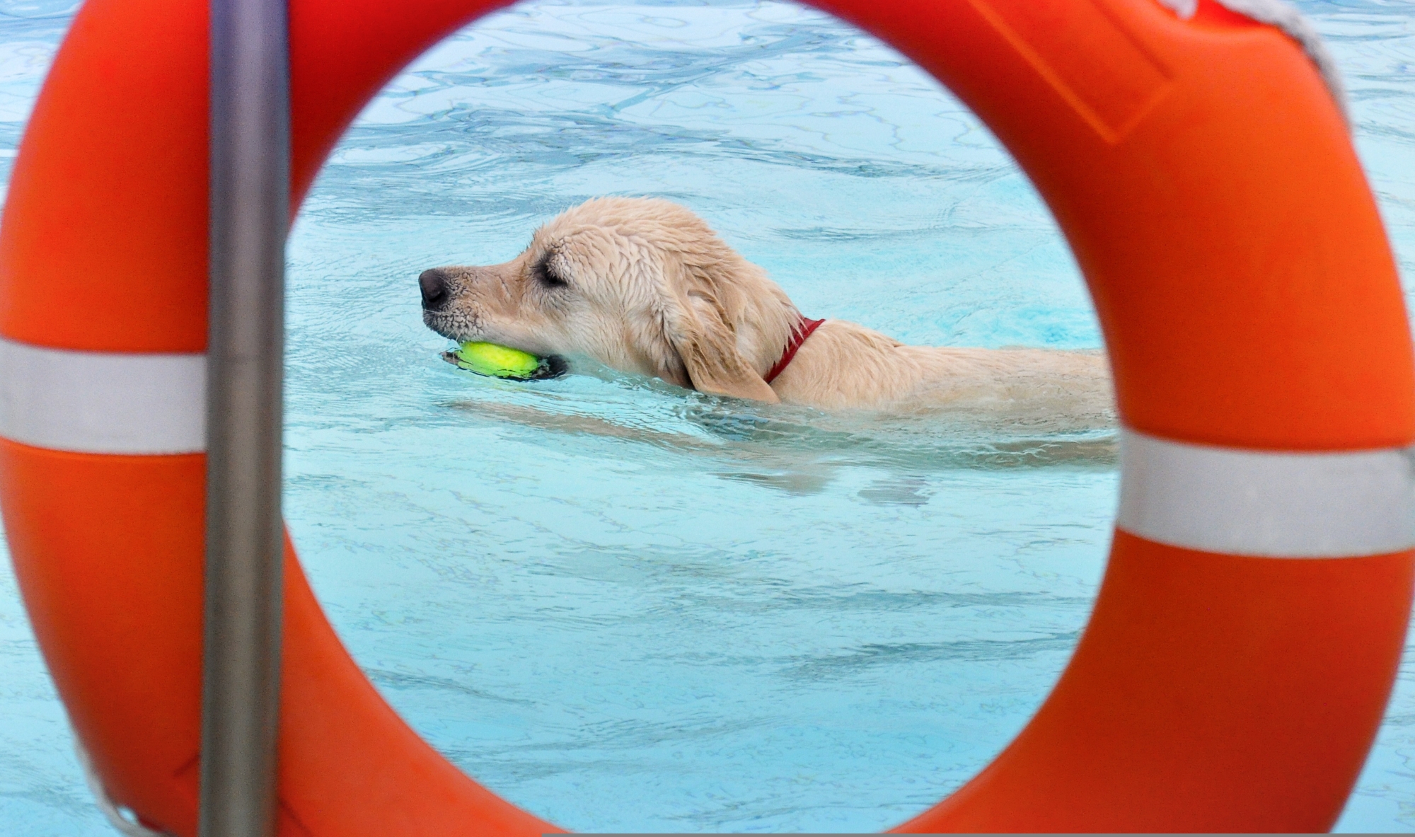 Bild zur Veranstaltung: Hundeschwimmen